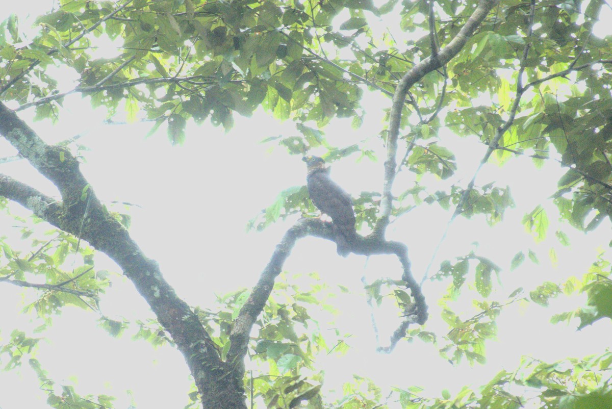 Hook-billed Kite - ML621786817