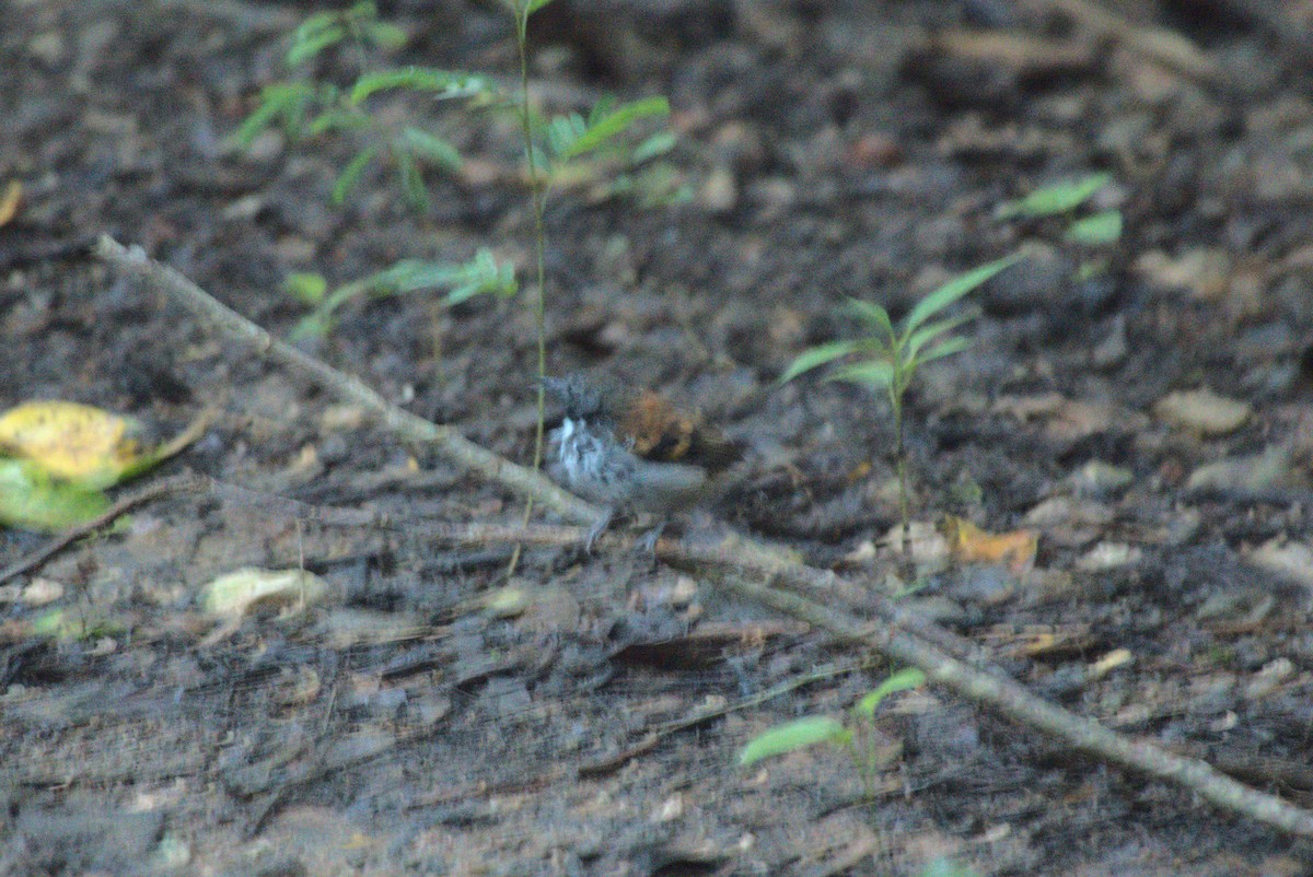 Spotted Antbird - ML621786865