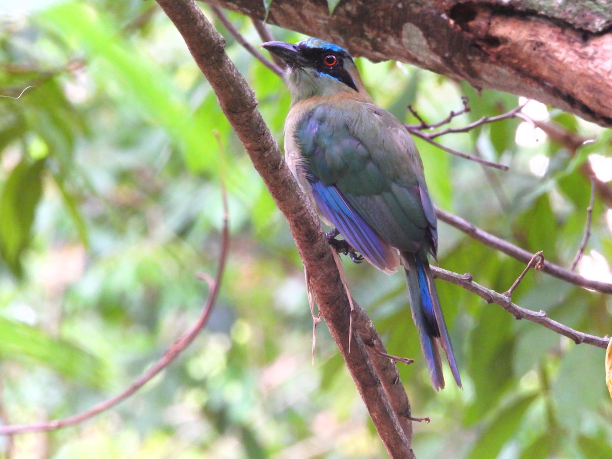 Blauscheitelmotmot - ML621787018