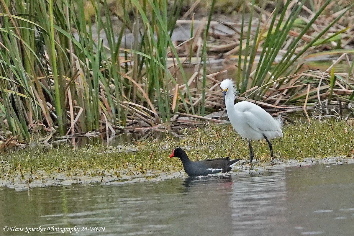 Snowy Egret - ML621787041
