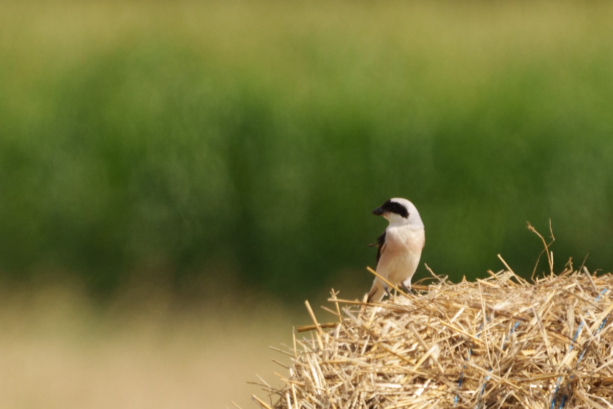 Lesser Gray Shrike - ML621787069