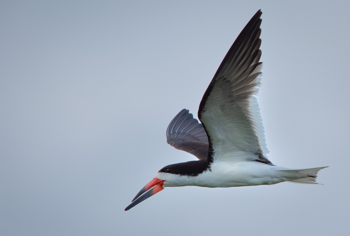 Black Skimmer - ML621787110