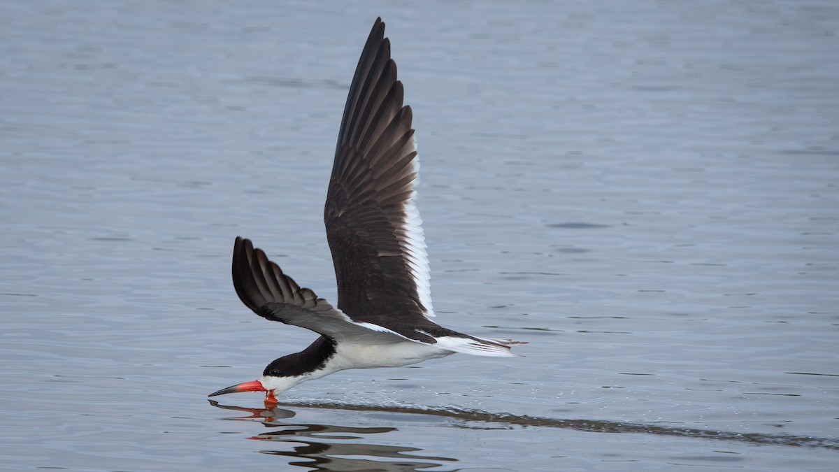 Black Skimmer - ML621787111