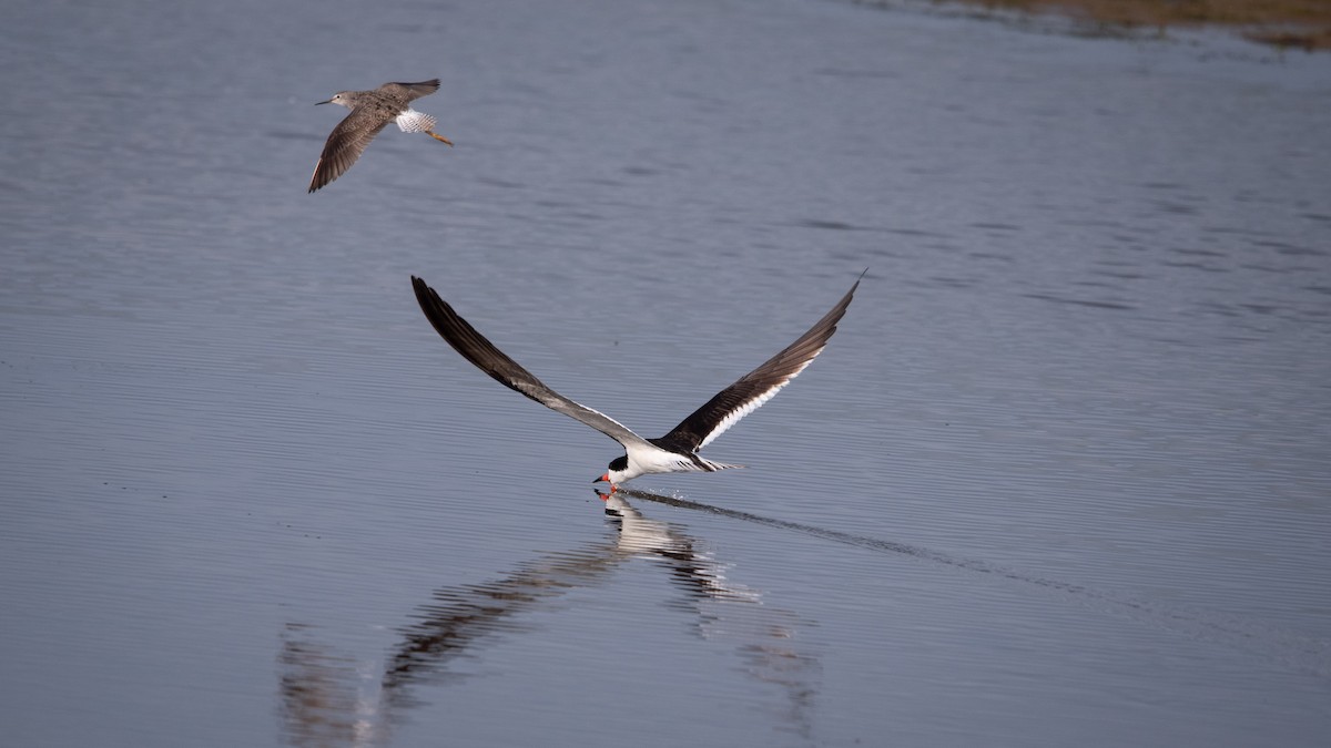 Black Skimmer - ML621787112