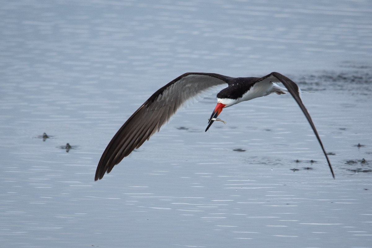 Black Skimmer - ML621787113