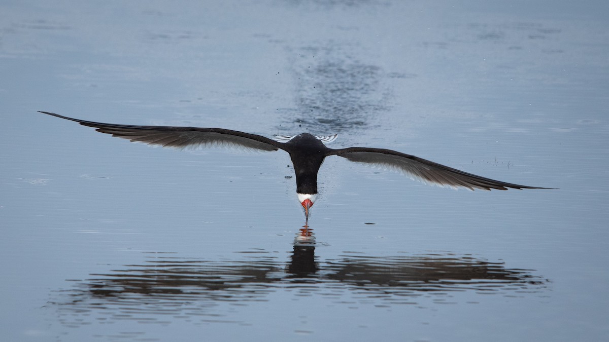 Black Skimmer - ML621787114