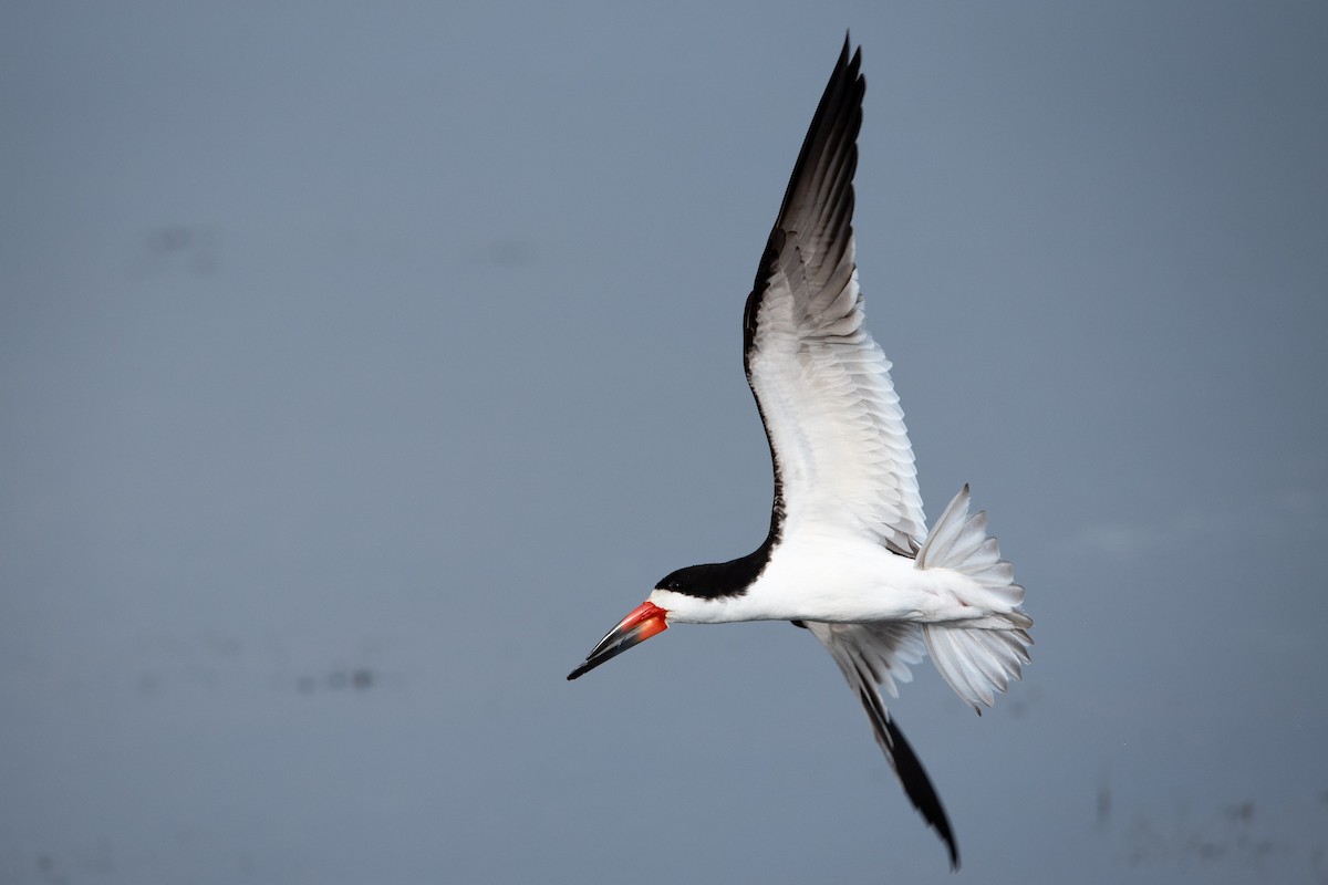 Black Skimmer - ML621787115