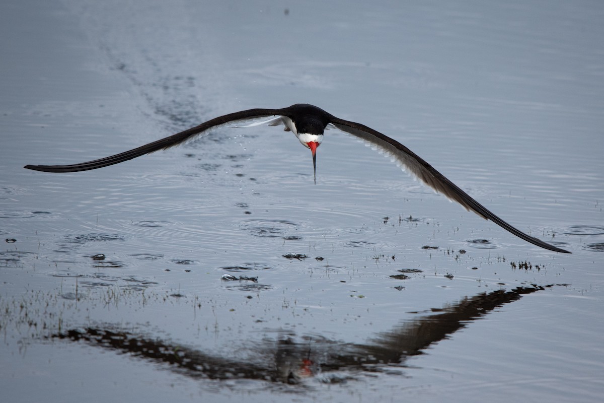 Black Skimmer - ML621787116