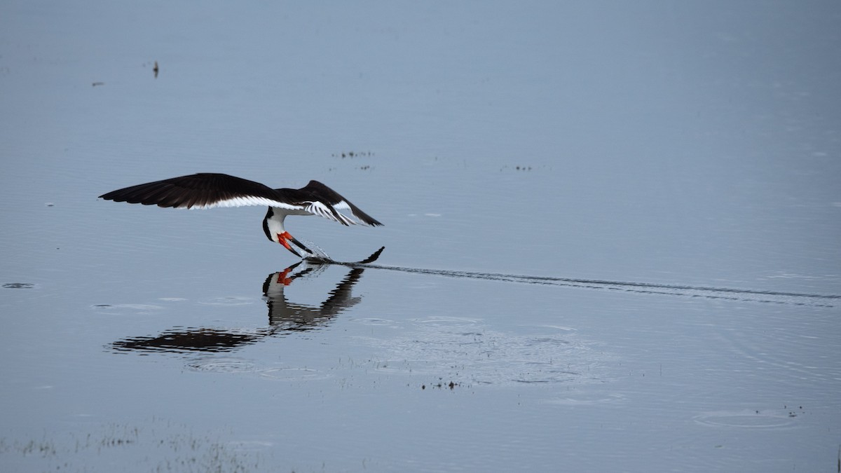 Black Skimmer - Sean McCann