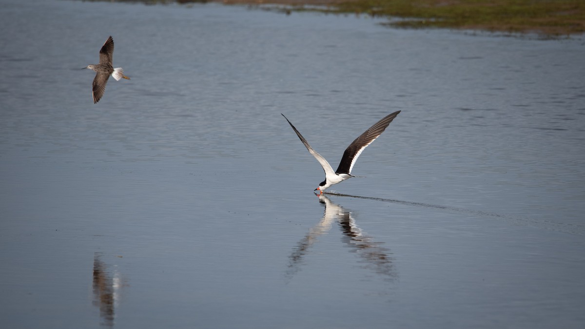 Black Skimmer - ML621787118