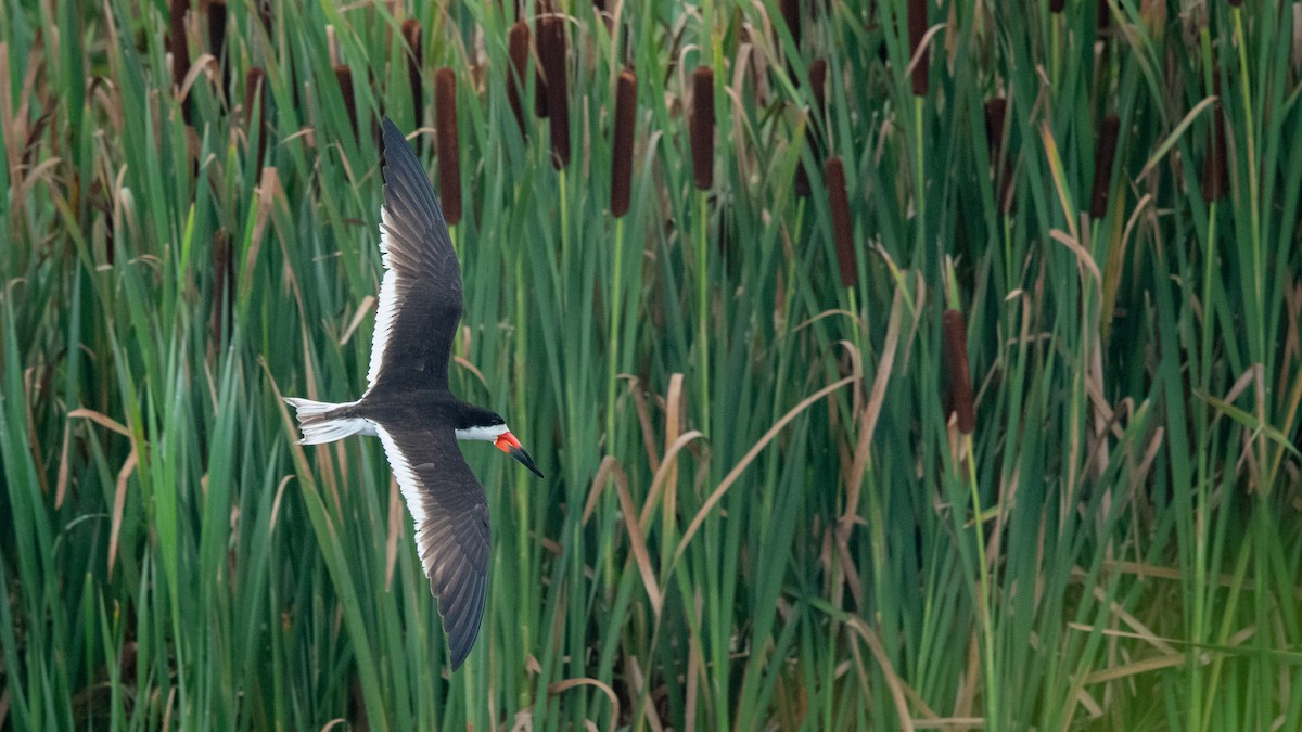 Black Skimmer - ML621787119