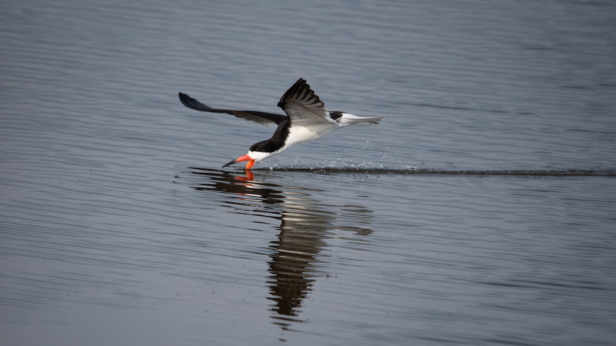 Black Skimmer - ML621787120