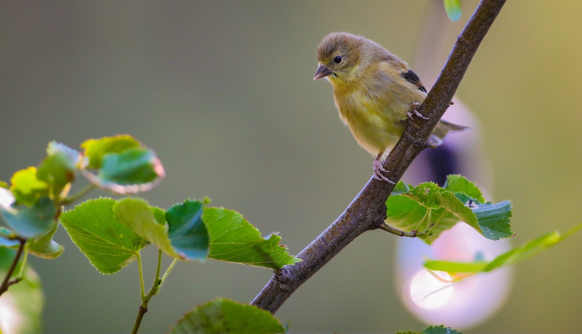 American Goldfinch - Andrew Thomas 🦅🪶