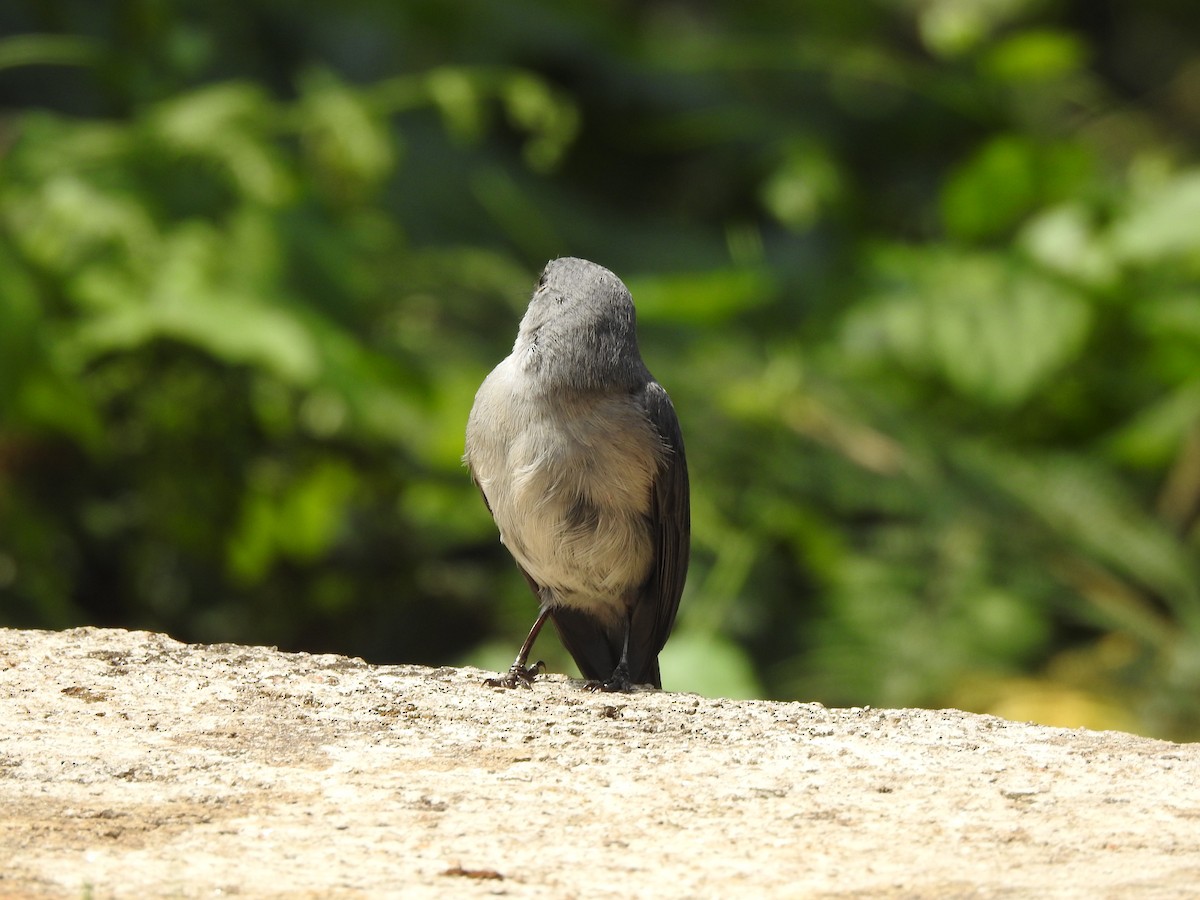 White-eyed Slaty-Flycatcher - ML621787169