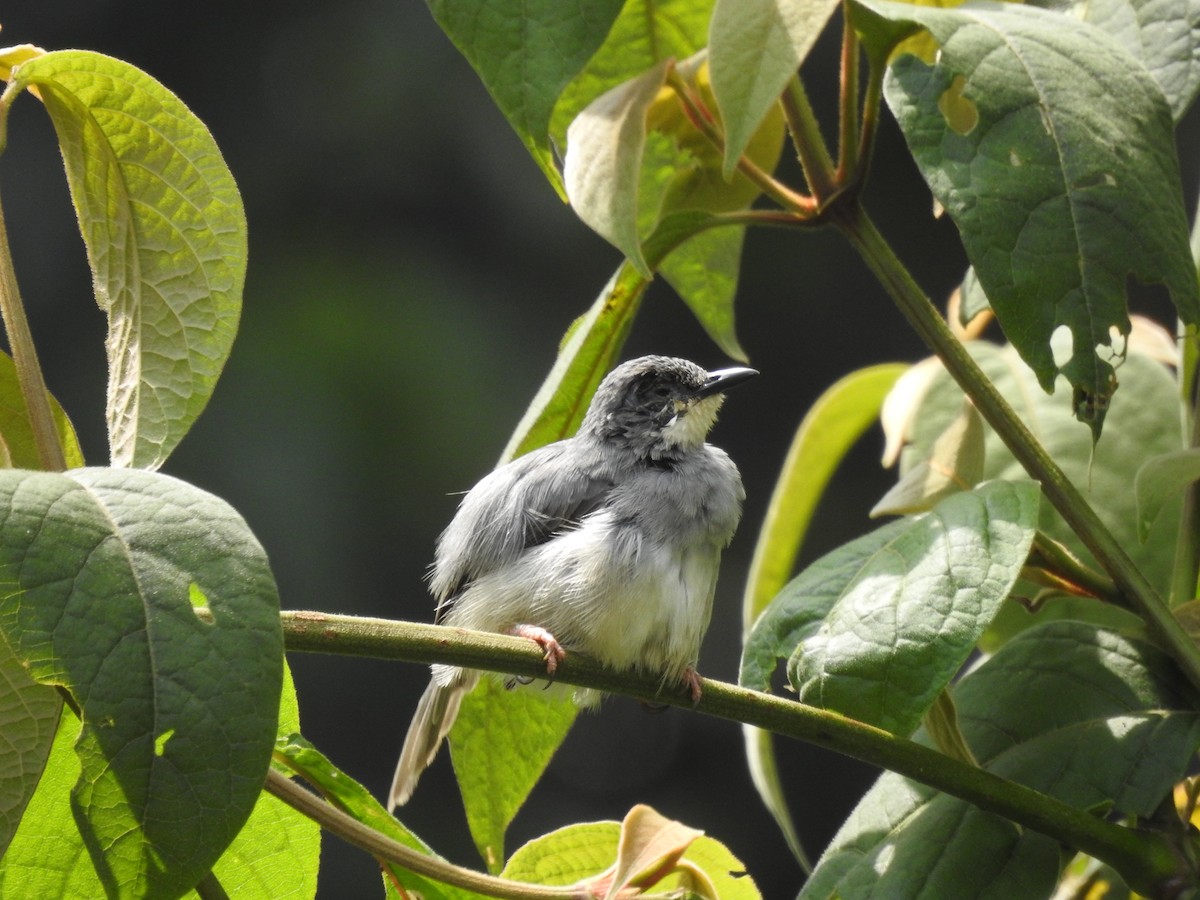 Prinia Gorjiblanca - ML621787176