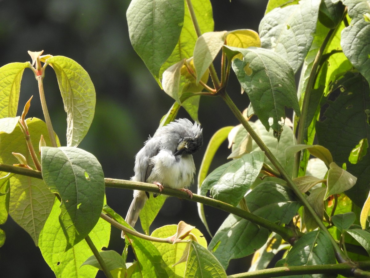 Prinia Gorjiblanca - ML621787182