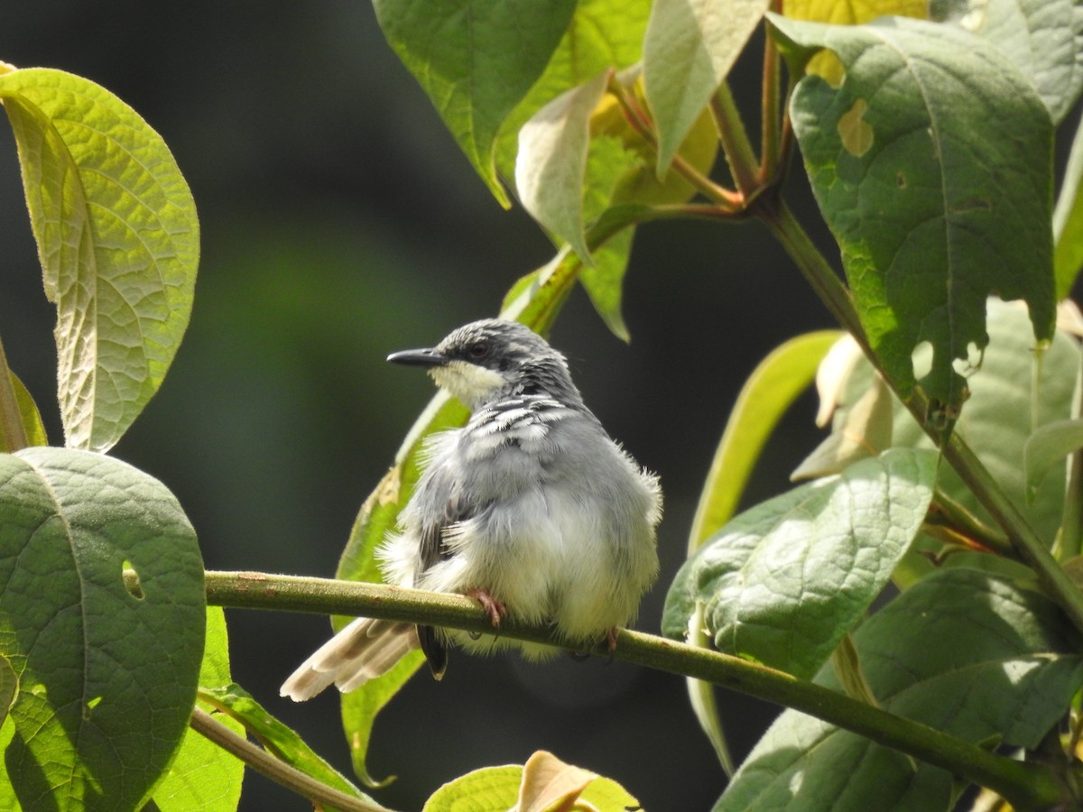 Prinia Gorjiblanca - ML621787187