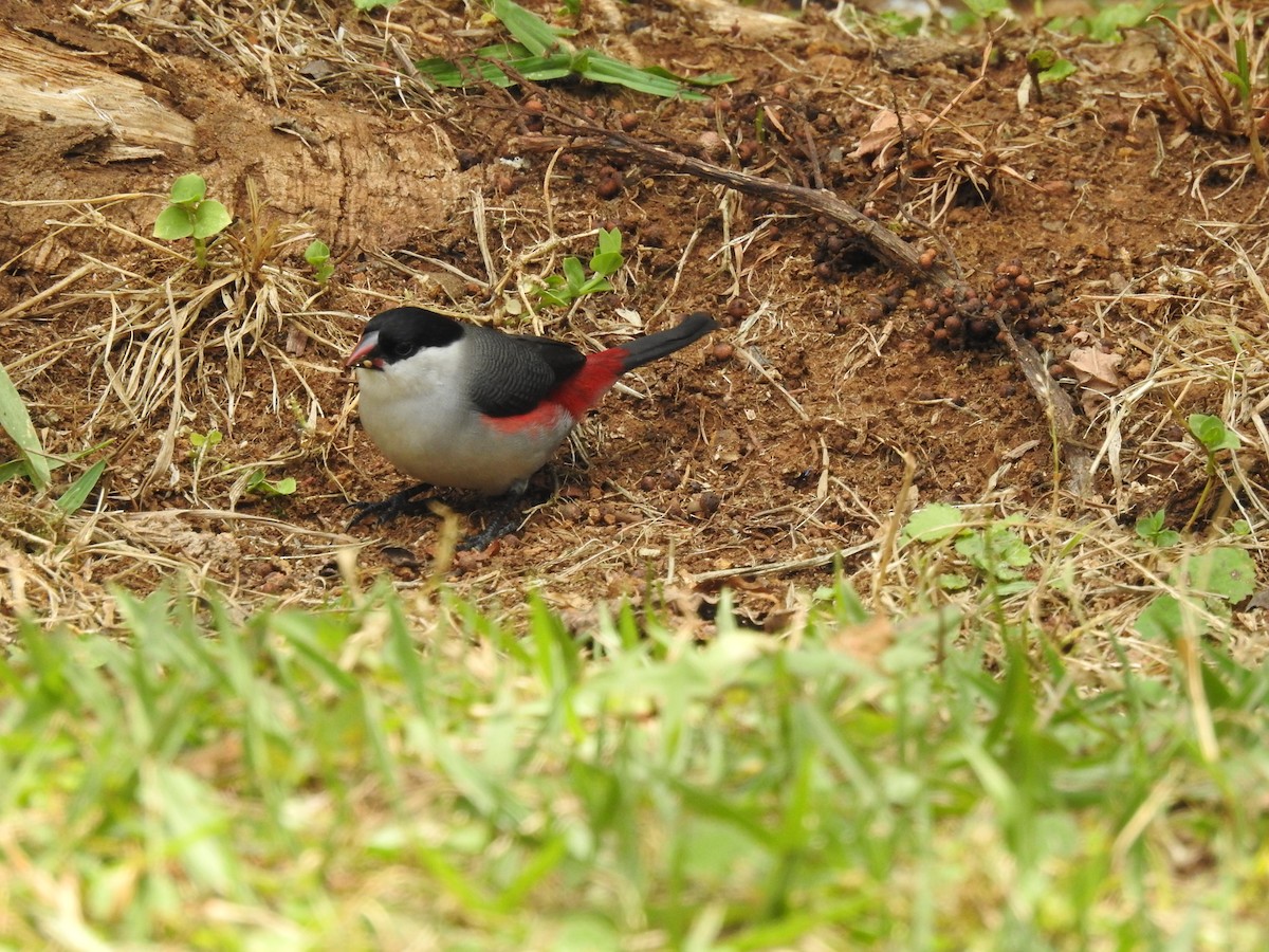 Black-crowned Waxbill - ML621787197