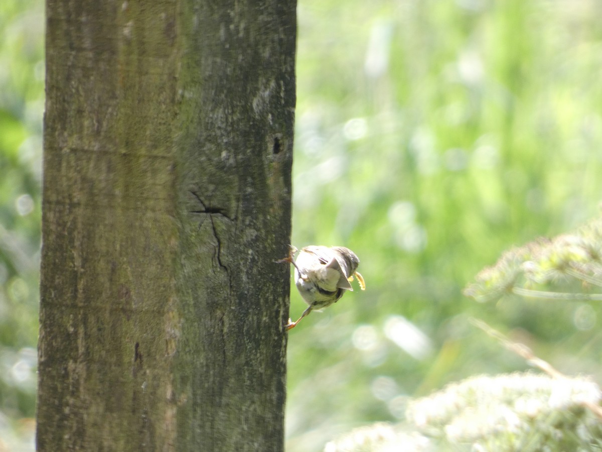 Willow Warbler - ML621787200