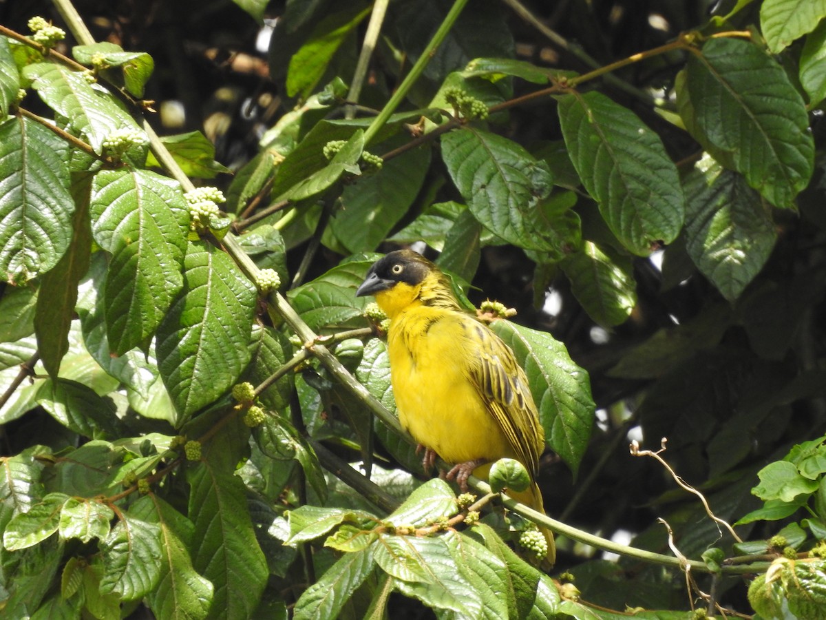 Lesser Masked-Weaver - ML621787205