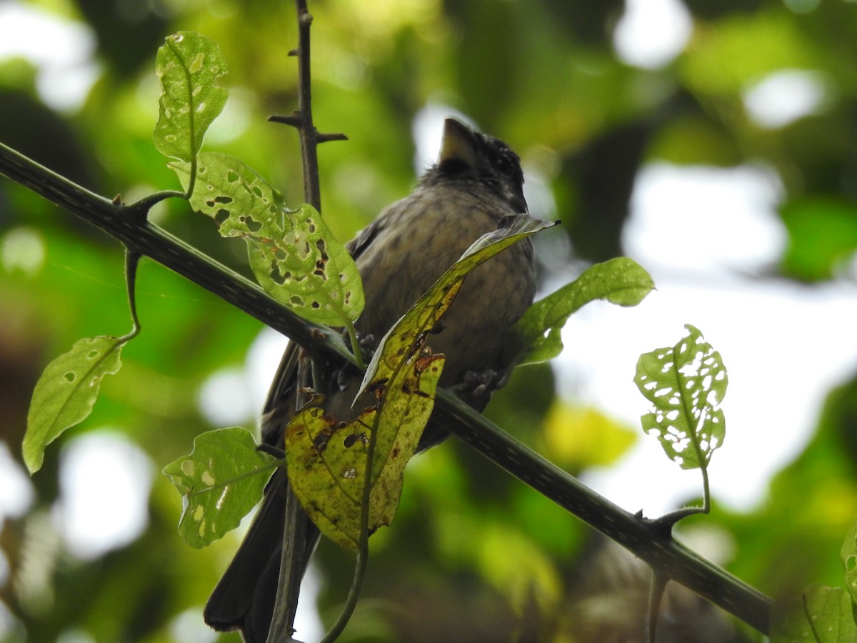 Streaky Seedeater - ML621787208