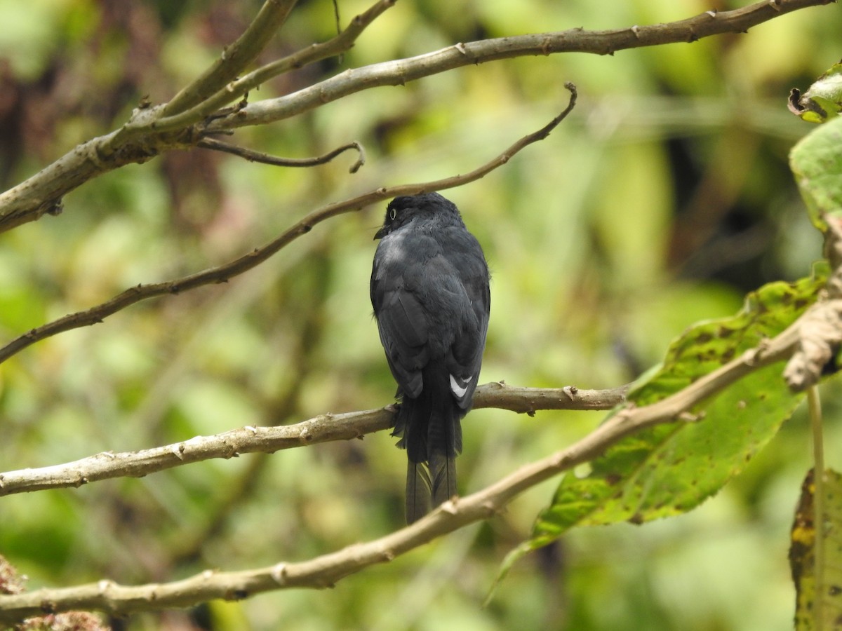 Yellow-eyed Black-Flycatcher - ML621787247