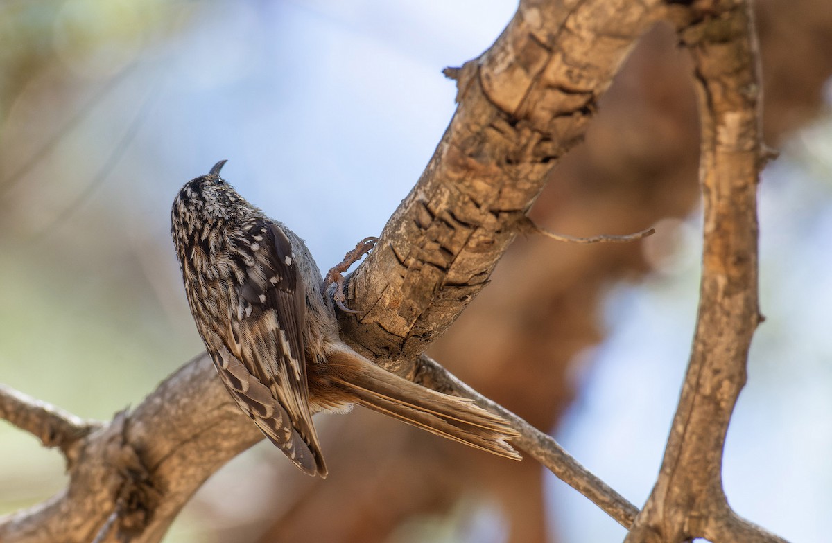 Підкоришник американський (підвид albescens/alticola) - ML621787278