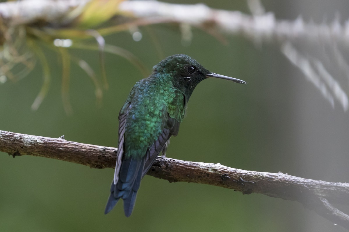 Puerto Rican Emerald - Michael Todd