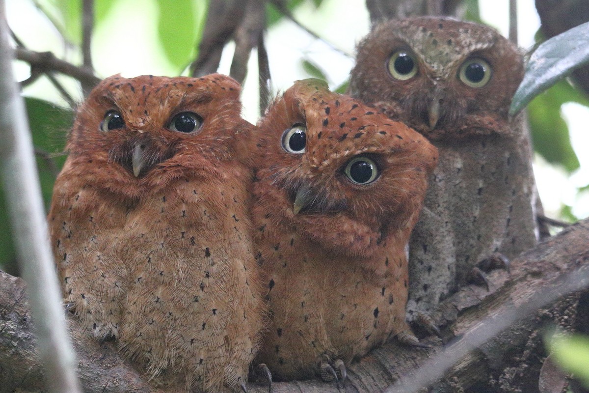 Sokoke Scops-Owl - ML621787328