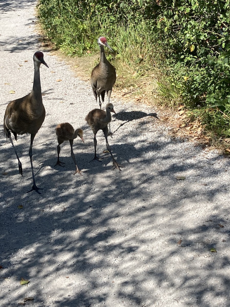 Sandhill Crane - ML621787372