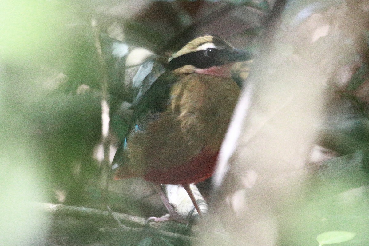 African Pitta - ML621787427