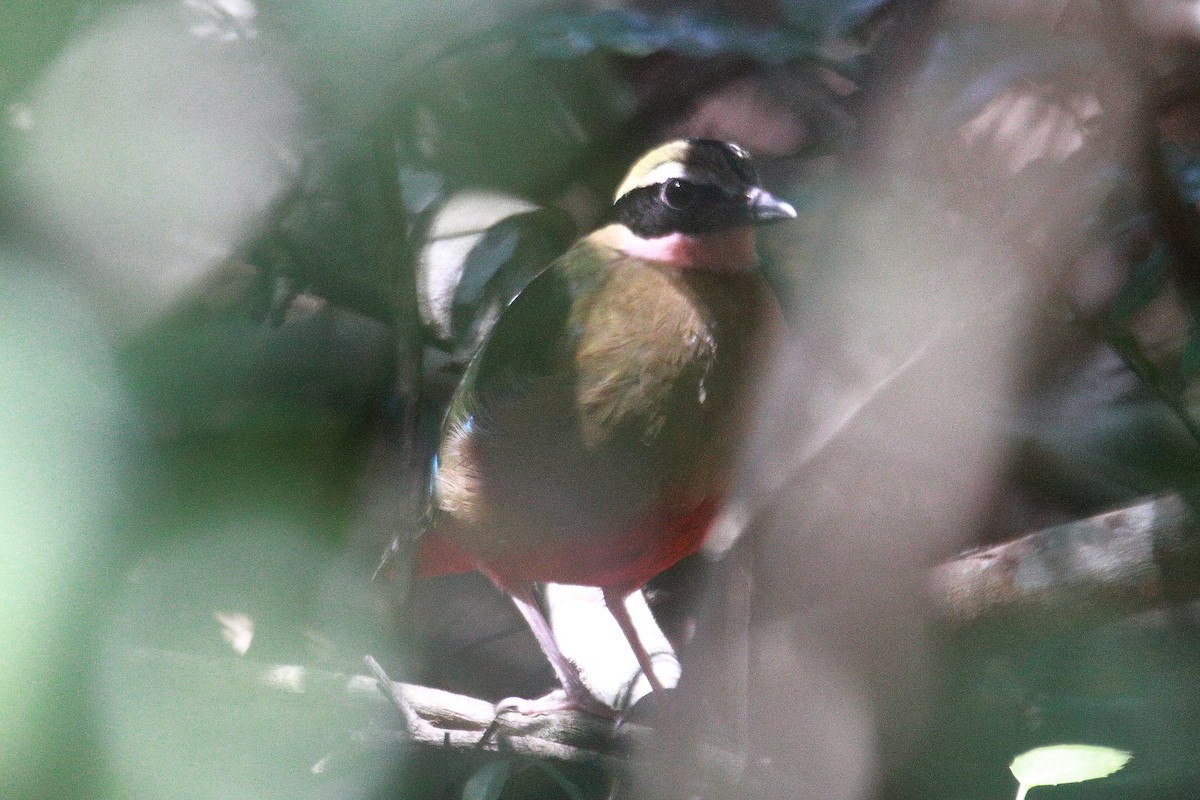 African Pitta - ML621787441