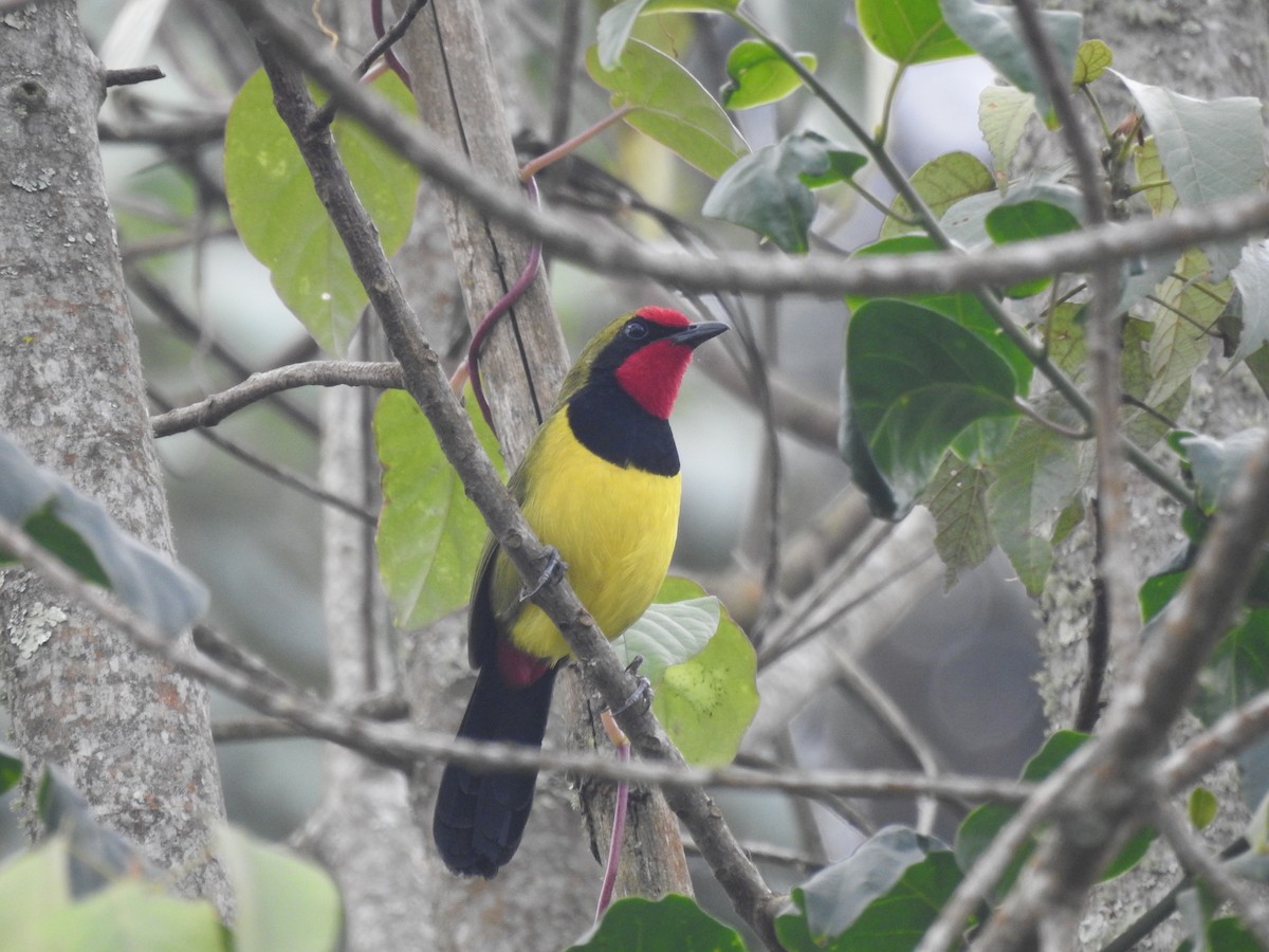 Doherty's Bushshrike - ML621787466