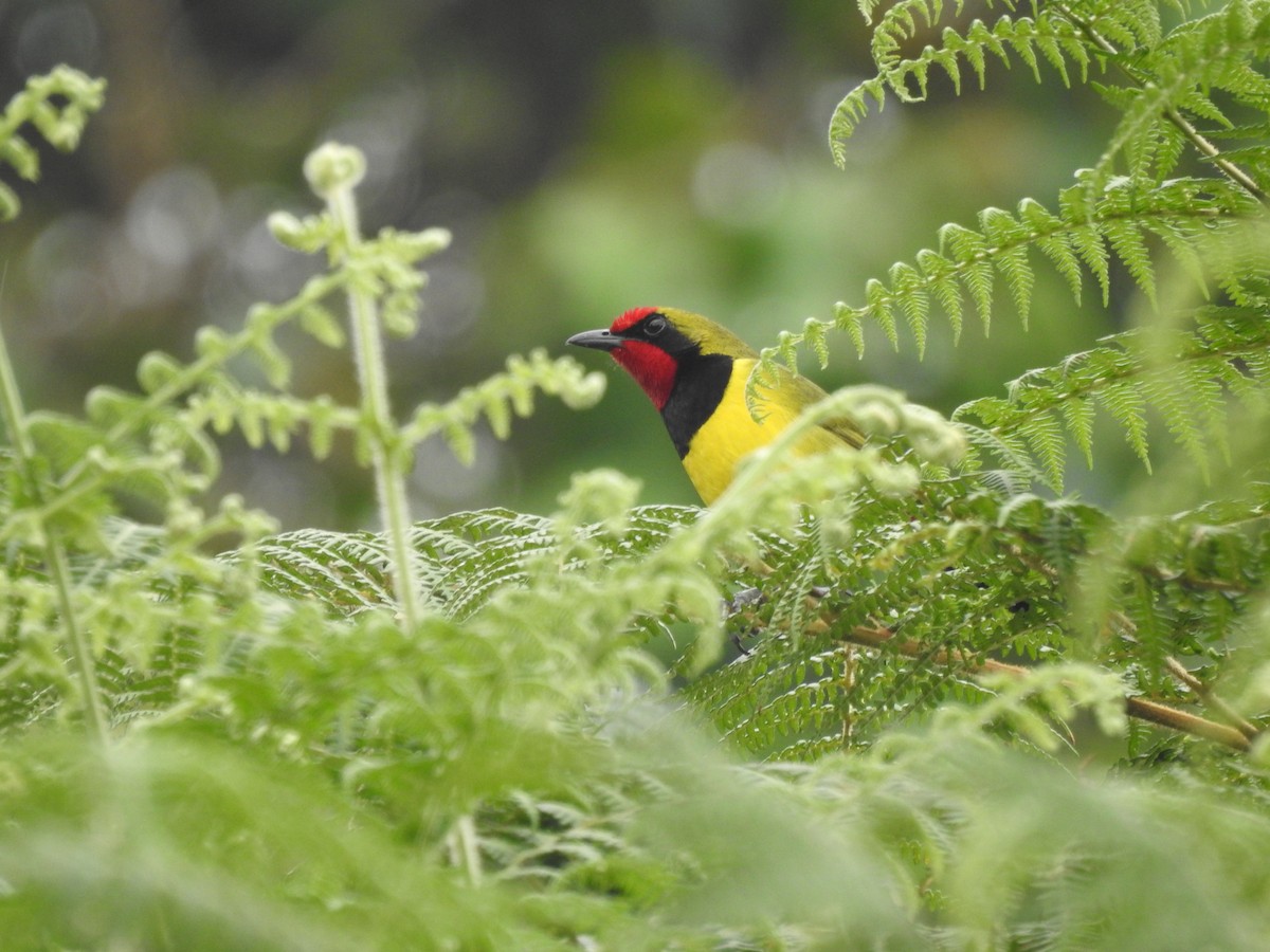 Gonolek de Doherty - ML621787475