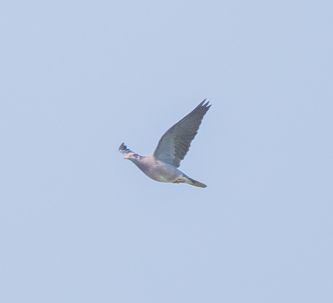 Band-tailed Pigeon - ML621787500