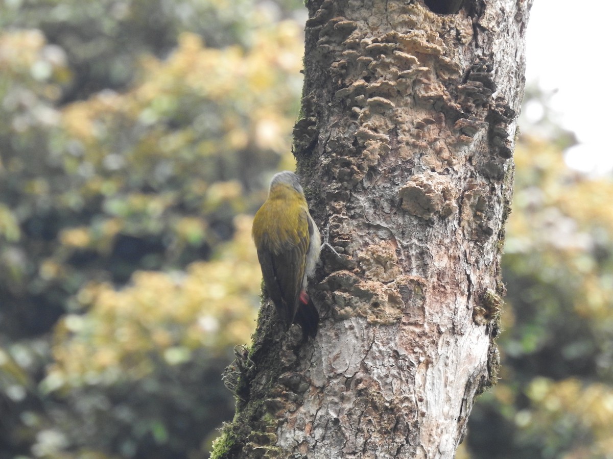 Olive Woodpecker - ML621787547