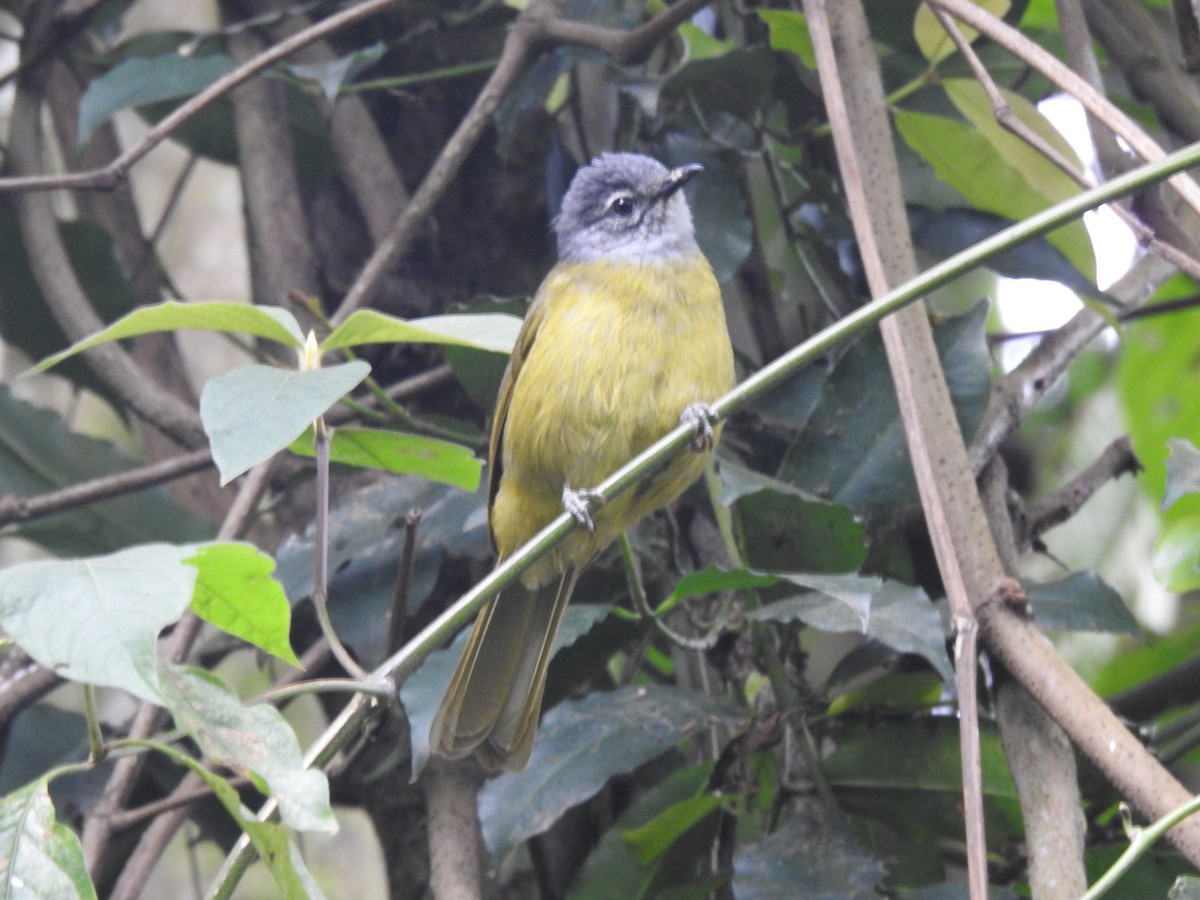 Eastern Mountain Greenbul (Olive-breasted) - ML621787564