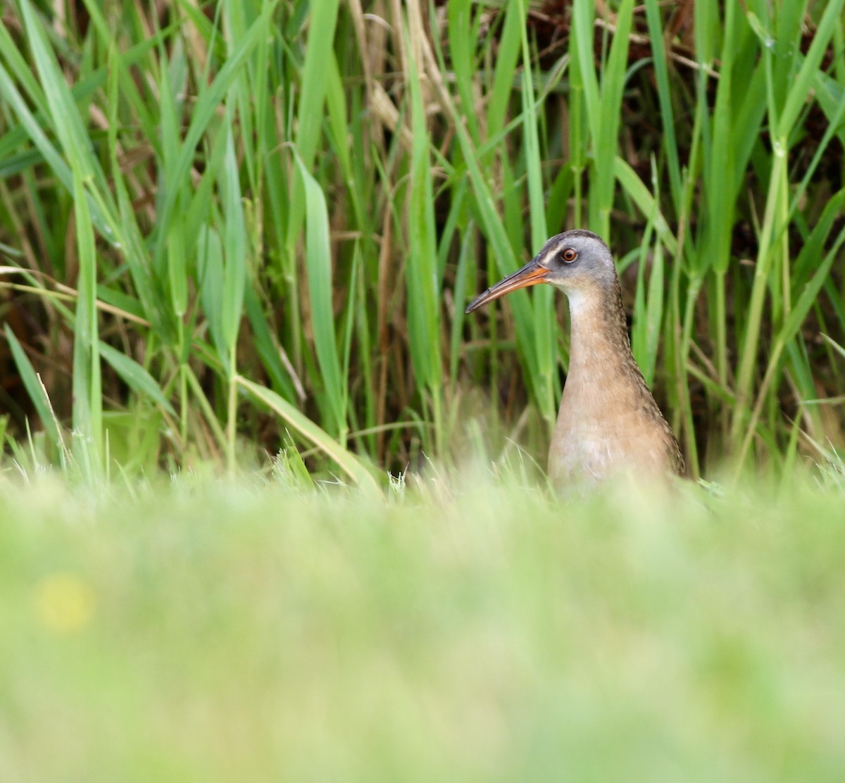 Virginia Rail - ML621787582