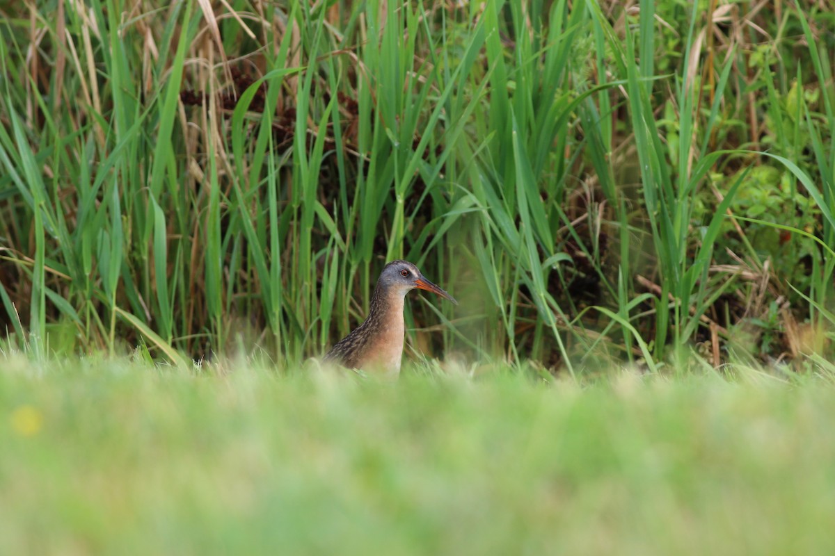 Virginia Rail - ML621787583