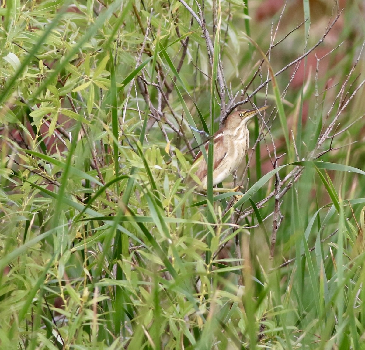 Least Bittern - ML621787597