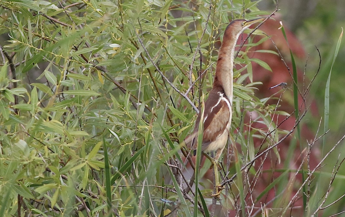 Least Bittern - ML621787598