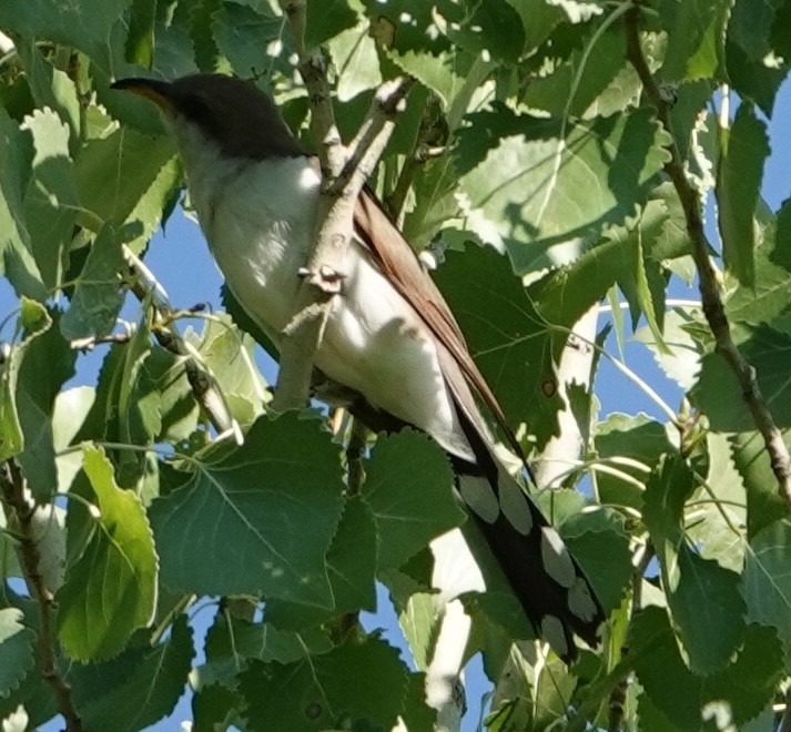 Coulicou à bec jaune - ML621787754