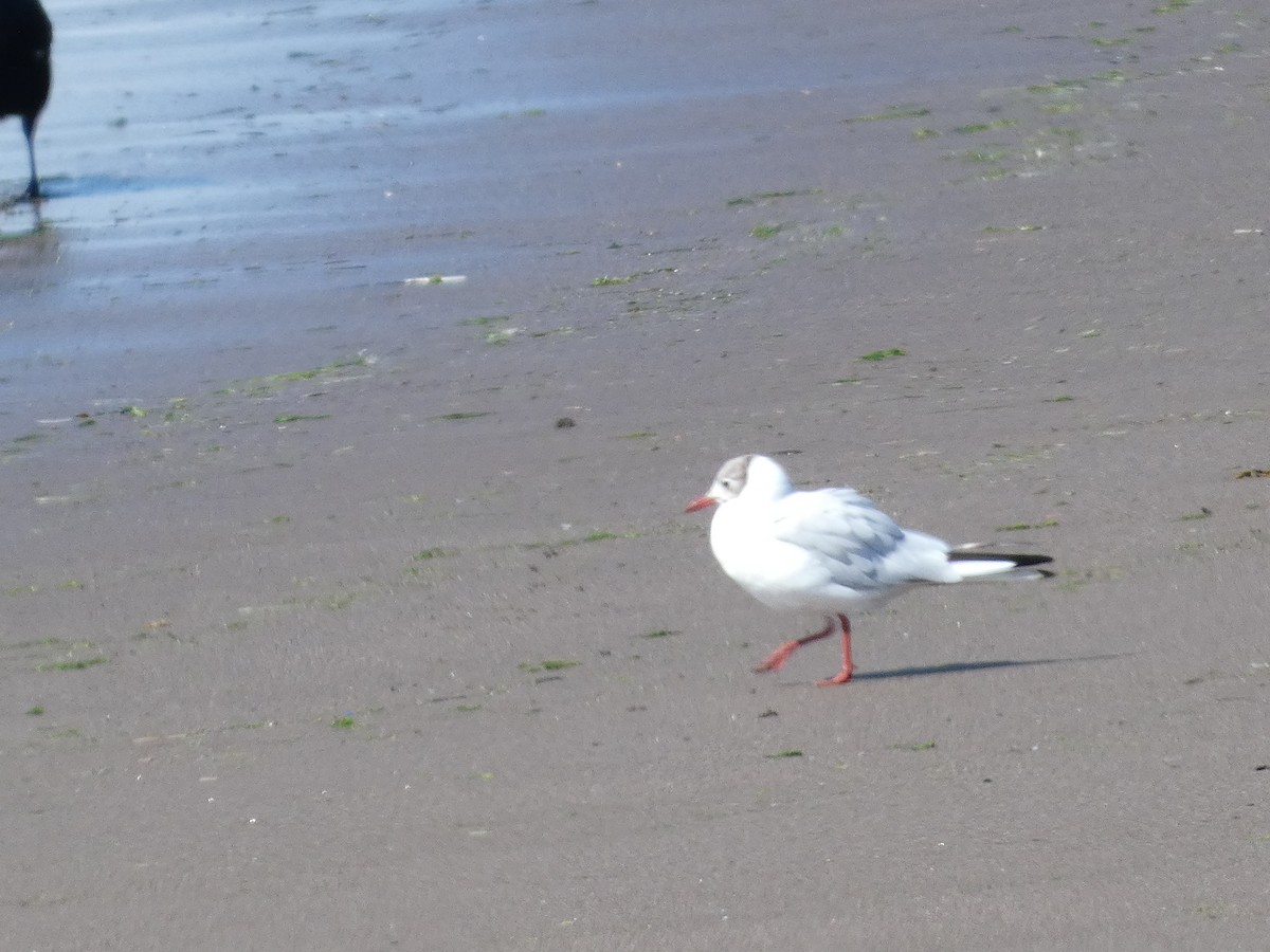 Black-headed Gull - ML621787805