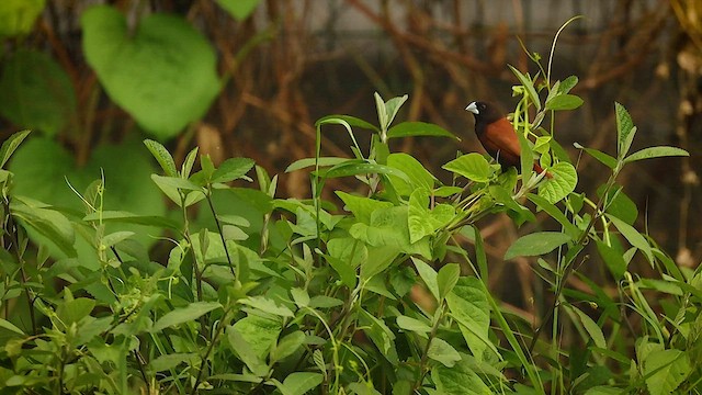 Chestnut Munia - ML621787999