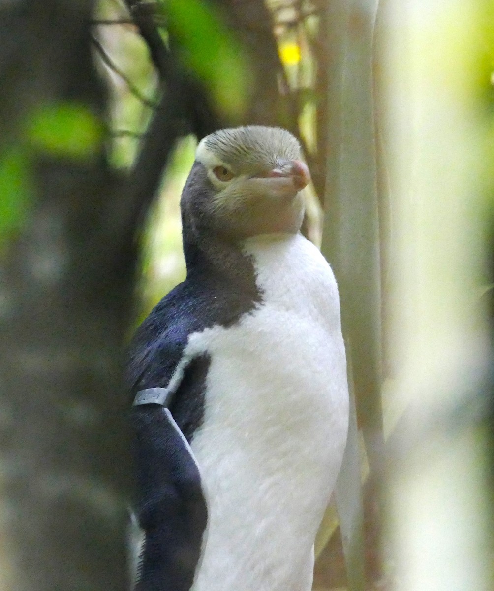 Yellow-eyed Penguin - ML621788020