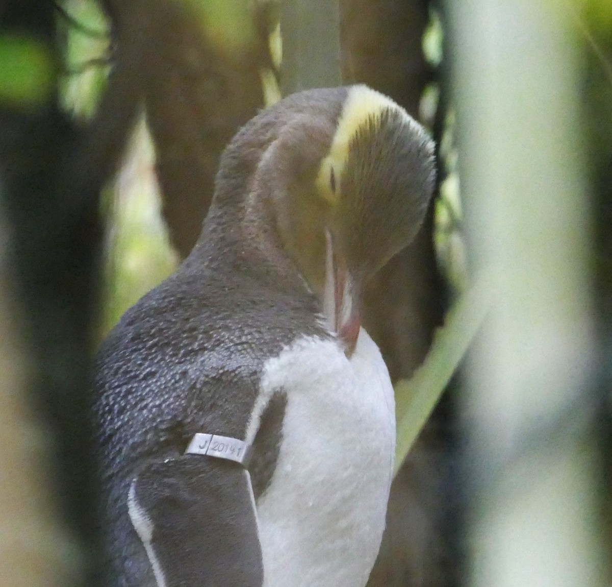 Yellow-eyed Penguin - ML621788023