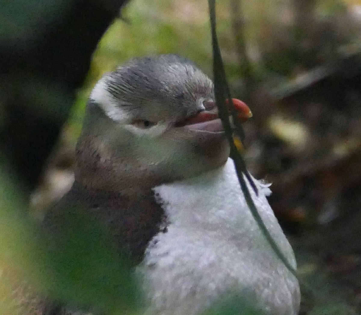 Yellow-eyed Penguin - ML621788029