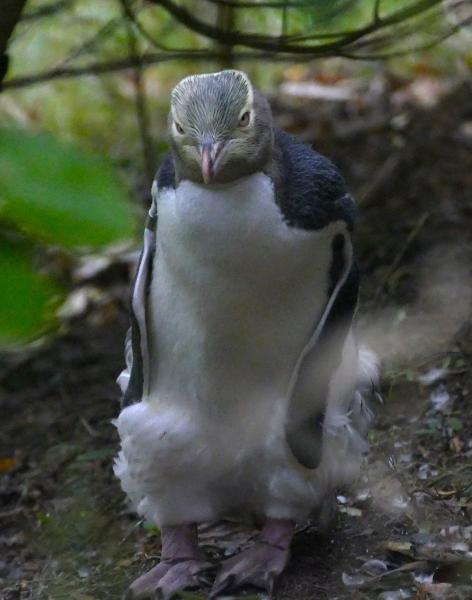 Yellow-eyed Penguin - ML621788031