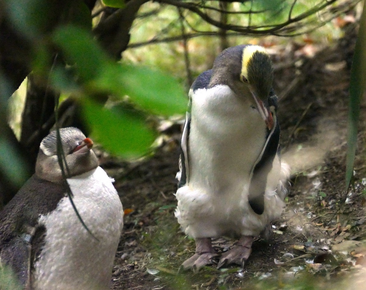 Yellow-eyed Penguin - ML621788043