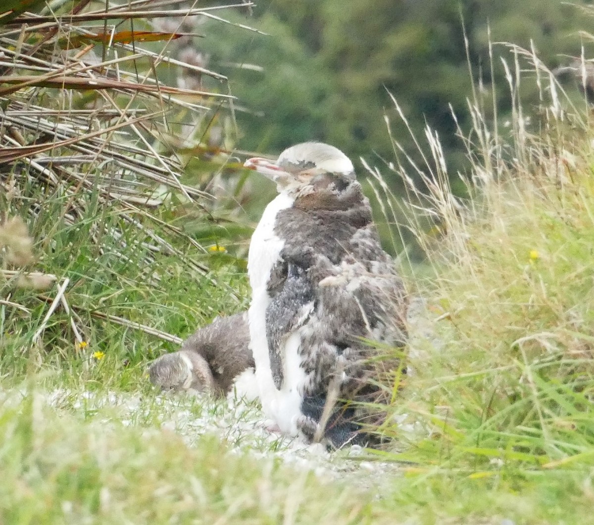 Yellow-eyed Penguin - ML621788049